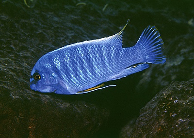 Labeotropheus fuelleborni 'Chizumulu Island'
